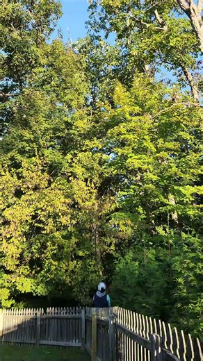 That satisfying moment the tree stands up… then disappears