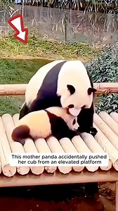 How a baby panda overcame his fear #animalsofinstagram #animals #animallover #loveanimals #animalovers #panda #fypシ゚ | AnimalLove Stories