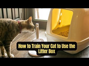 How to Train Your Cat to Use the Litter Box: Complete Guide for New Cat Owners!"