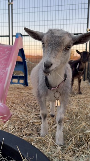 Turn your volume UP! 🔊 ASMR Goat Snacking Edition Featuring one adorable Sasssy Suds goat living their best life at Bee Pawsitive Animal Rescue! 🐐✨ Crunch level: unreal. Calm your mind, fill your heart, and Bee Pawsitive. | Sasssy Suds