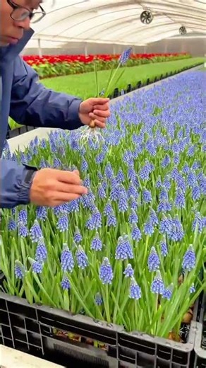 Beautiful Blue Grape Hyacinths Blooming in a Greenhouse Garden