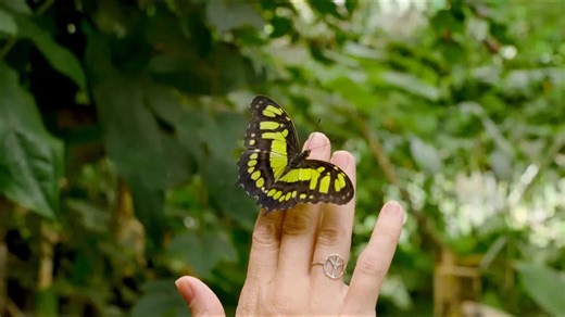 Releasing rare butterflies into the wild