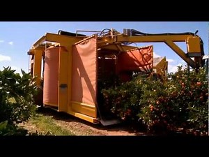 Citrus harvesting in Australia with a Nelson Harvester