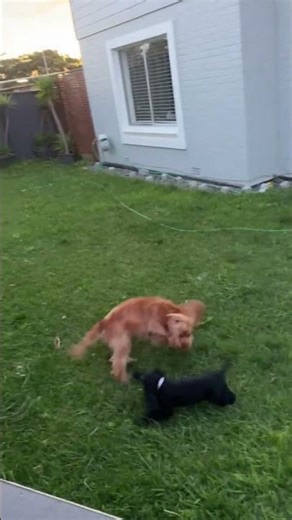 Adorable Cocker Spaniel Puppies Play in the Backyard!