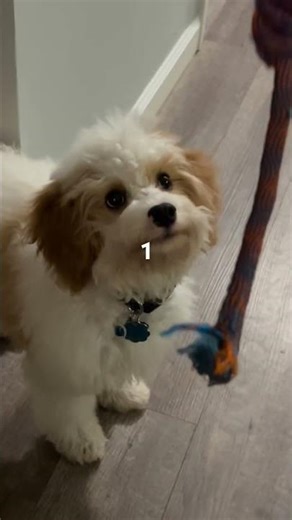 Best way to play fetch with Dog #puppy #dog ￼