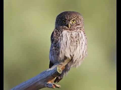 Glaucidium passerinum (Eurasian Pygmy Owl) 1. Territorial sound of male