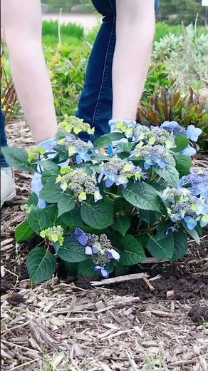 How to Plant Endless Summer® Hydrangeas