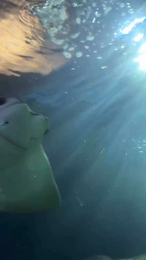 😁 Those smiles show off a cownose stingray’s plate-like teeth! They use them to crush up their food, including mollusks, crabs or small fish. #stingray #aquarium #cleaquarium #fish #cownosestingray | Greater Cleveland Aquarium