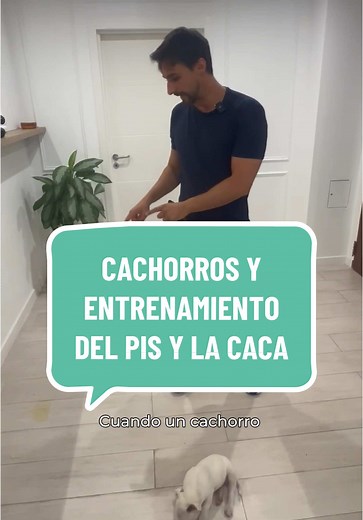 Consejos para enseñar a tu cachorro a hacer pis y caca