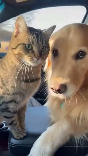 “Cat hit-and-run cookie attack 🍪😂:#funnycatbehavior #dogreaction#viralpetreels #funnypets