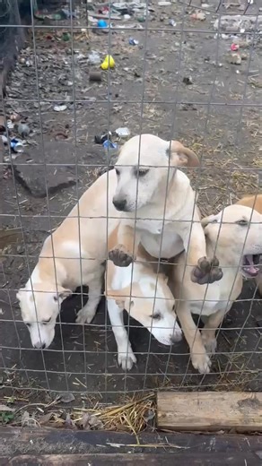 🚨 EMERGENCY RESCUE FUNDRAISER 🚨 21 puppies multiple mom dogs need help NOW Cold Nose Warm Heart is working to rescue 21 puppies and several mom dogs from deplorable conditions. These babies have been living outside, eating garbage, and exposed to brutal winter weather — with temperatures dropping to 14 degrees, ice storms, and freezing rain. No warm shelter. No proper food. No medical care. Just survival. They need us — and we need help to save them. 🐾 💔 These dogs require immediate rescue s