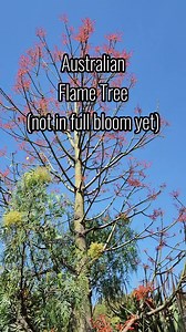 30 reactions · 27 comments | Australian Flame Tree (Not in full bloom yet) #flametree #tree | Robert Reyes | Facebook