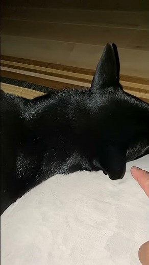 【おじゃま犬の邪魔をする】