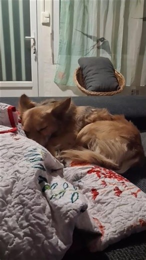 mon chien c’est transformé en robot #chien #robot #trend