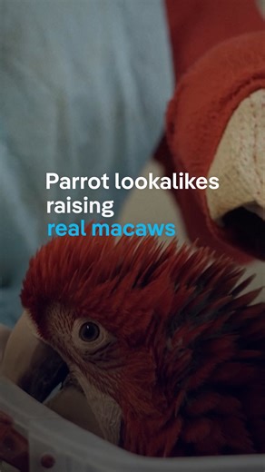 Macaw makeover: Scientists go full parrot