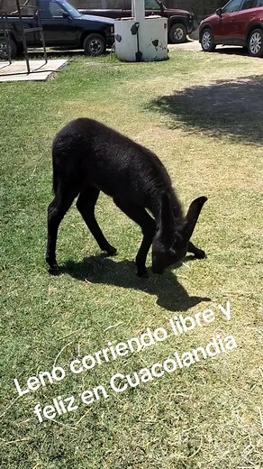 #cuacolandia #elenalarrea #elenaypunto #leno #luchita #rodaje #tecdemonterreypuebla #miniserie #serieweb #santuario #burritos #atlixco #puebla #burritosrescatados