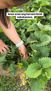 Hindi na bibili mag haharvest nalang sa garden😁 | Pearly Alms