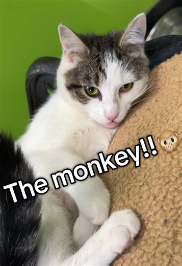 Meet the Adorable Shelter Cats 🐱