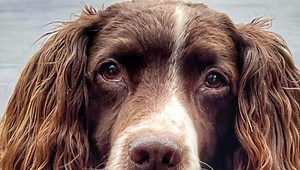 If you’re coming to Max’s Memory Walk on Sunday…… | Max Out in the Lake District