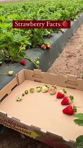 The California Strawberry Commission invests millions of dollars in research toward sustainable strawberry farming, including partnering with Cal Poly Strawberry Center on innovations like bug vacuums that are non-chemical ways to manage pests. Learn more -> bit.ly/SustainableCAstrawberries | California Strawberries