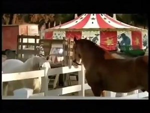 30K views · 776 reactions | Happy Valentines Day, lovers! | Country Racing Victoria | Facebook