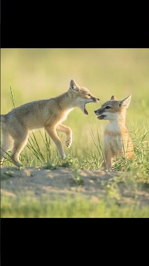 Swift Foxes on North America's prairies. #fox #swiftfox #wildlife #wildlifephotography #nature