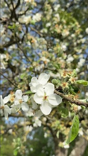 Apple Tree in Bloom 🌳 #gardening #garden #bloom