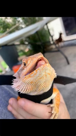 I’d like you to meet Ray 🐉🐲❤️ #beardeddragon #reptile #beardeddragonsoftiktok