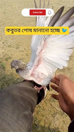 কবুতর পোষ মানানো হচ্ছে #pigeon #bird #shots