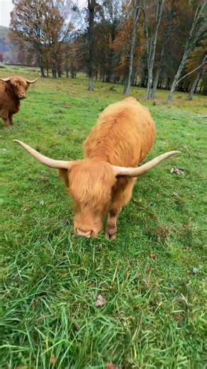 49K views · 3.5K reactions | Peaceful moments with a gentle giant.❤️ . . . . . #highlandcow #cow #farming #reelschallengereelschallenge #highlandcattle | Highland Cattle | Facebook