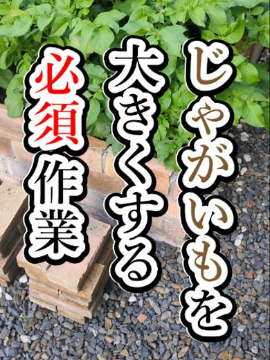 じゃがいも栽培の芽かき方法｜必須のコツで大きな芋に