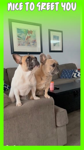 They need some extra reassurance #dogparent #worklife #dailyroutine #frenchbulldog #relationships | somefrenchienamedapollo