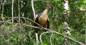 Hoatzin bird standing tall proudly in Yasuni National Park.