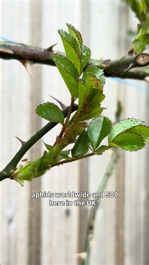 Red Aphids on Roses? Not All Aphids Are Green (UK Garden Guide)