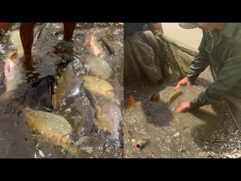 Harvesting fish in rice field part 1