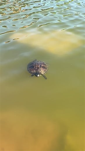 1.4K reactions · 152 shares | When the  joins “Kawnt Me In” time and turns it into a 10-hour challenge ⏳ Slow and steady… but still counting!  #ViralVibes #TurtleGroove | Kristine Chang | Facebook