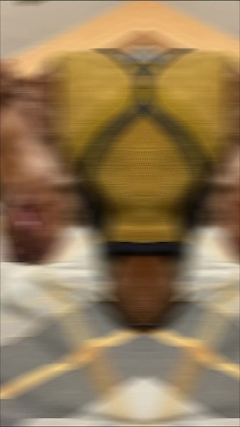 oaky. cocker spaniel on TikTok