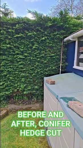 CONIFER HEDGE CUT, BEFORE & AFTER 🌳 #gardening #maintenance #garden #gardener #tree
