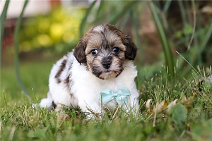 Porter - Havapoo Puppy E0146C