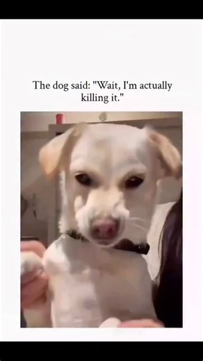 Senior Paws Rescue on Instagram: "showcases a short video of a small white dog being lifted and gently ‘danced’ by human hands, its floppy ears and grinning expression capturing a moment of playful confidence, captioned as the dog realising it is ‘killing it’. Posted on 15 January 2026, the video amassed over 53,000 likes and 928,000 views in under 24 hours, underscoring the rapid virality of anthropomorphic pet content on X. User replies highlight the dog’s charisma and superior poise, echoing 