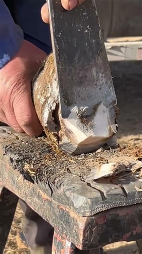 Unbelievable! Donkey Hoof Cleaning Taken To The Next Level 😳🐴 #ASMR