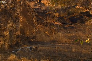 285K views · 8.5K reactions | The Dogs of Lion Country - Part 7 [ हिन्दी डॉक्यूमेंट्री ] #nature #animals #wildlife #survival #dogs #documentary #wildwisdom Witness how a family of African wild dogs fights to survive among their deadliest rivals. | Wild Wisdom | Facebook