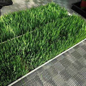 [Hot Item] 2023 Daily Output 2000kg Fodder System for Africa