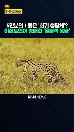 Rare Black Serval Spotted in the Wild, Netizens Say "I Can't Take My Eyes Off It" / KNN