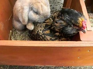 Rabbit and Chicken