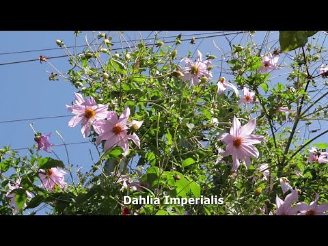 Dahlia Imperialis Propagation and plant Care.| Tree Dahlia | The Giant Dahlia.