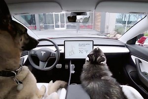 Tesla’s new Dog and Sentry modes take care even when you don’t
