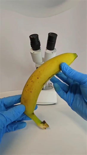 worms inside the banana