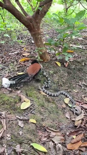 The Snake Hunter Bird Greater Coucal (Crow Pheasant) #facts #factmythai