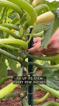 How & Why to Grow Squash Plants Vertically
